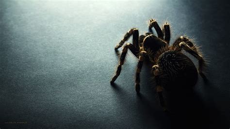 Tarantula Wallpaper