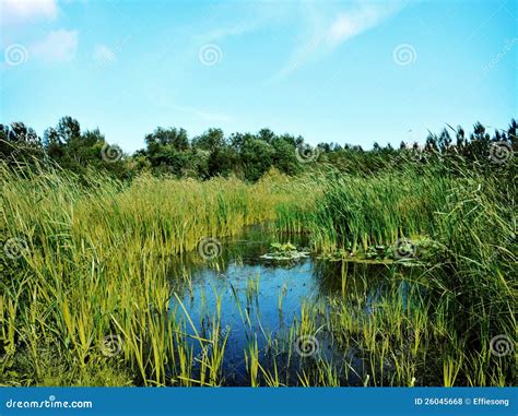 Wetlands Stock Photo Image Of Blue View Tree Grass