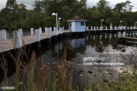 Pocomoke State Forest Photos and Premium High Res Pictures - Getty Images