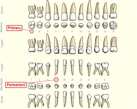 Patient With Mixed Dentition