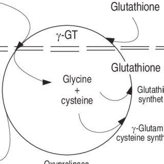 The Glutamyl Cycle An Essential Pathway For The Cell To Maintain