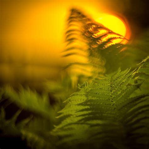 Sunlight Leaves Nature Plants Photography Macro Green Yellow