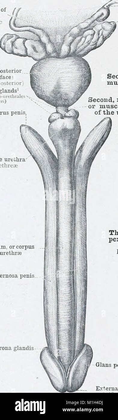 An Atlas Of Human Anatomy For Students And Physicians 1903