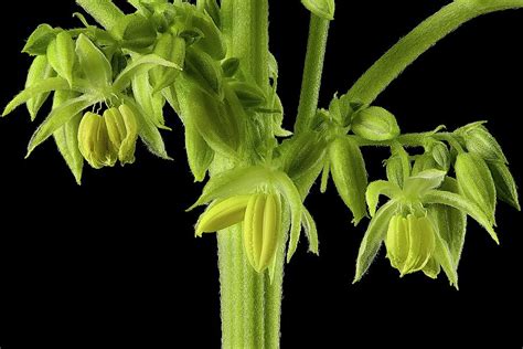 Male Cannabis Sativa Plant #1 Photograph by Antonio Romero/science ...