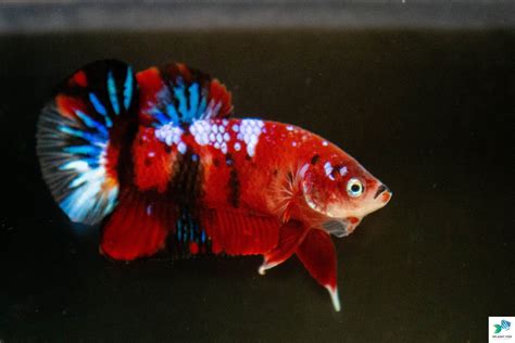 Betta Fish For Sale Tropical Freshwater Fish Store Splashy Fish