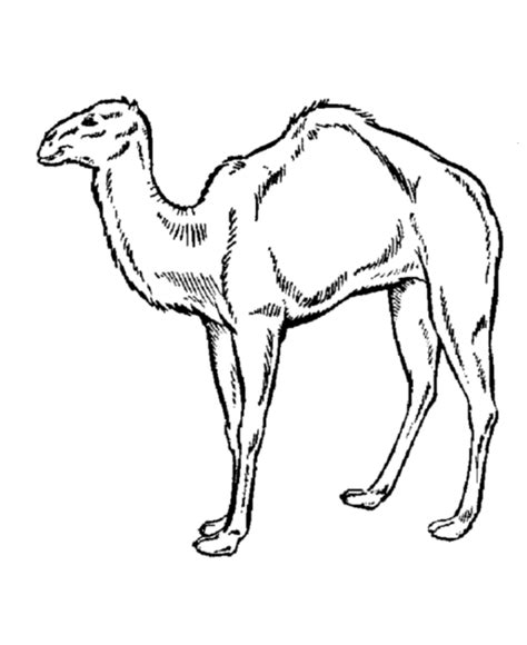 Desert Animals Coloring Pages Coloring Home