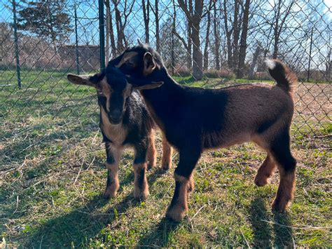 Mini Nubian Nigerian Dwarf Dairy Goat With Buckling And Doeling Livestock Brantford Kijiji