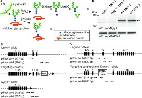 Ngly1 Deficiency A Rare Genetic Disorder Unlocks 49 Off