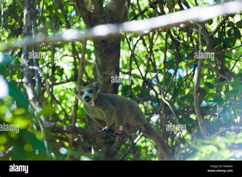 Crowned lemur in natural habitat Stock Photo - Alamy