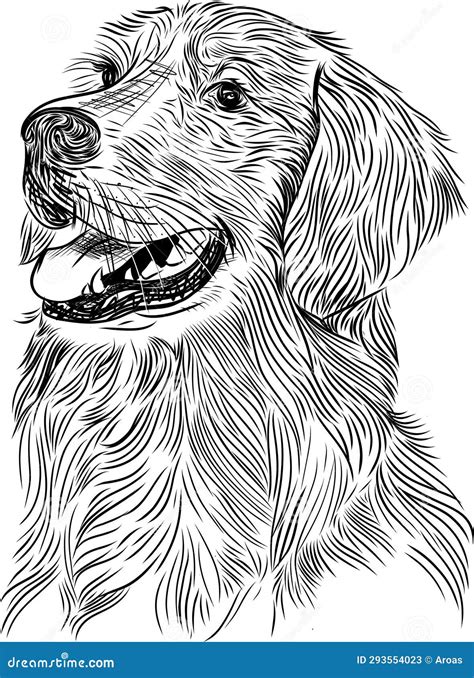 Boceto De Perro Recuperador De Oro Ilustraci N Del Vector Ilustraci N