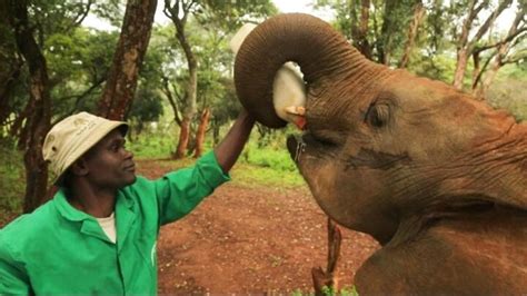 Kenyan Sanctuary Raises Orphaned Baby Elephants Focus