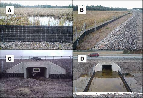 study  ecopassages   turtles cross  roads dont