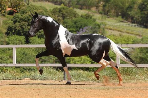 Quanto vale um cavalo Raça Mangalarga Marchador Compre Rural