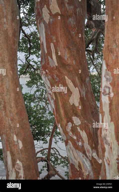 Arrayan tree in Patagonia, Argentina - Luma apiculata Stock Photo - Alamy