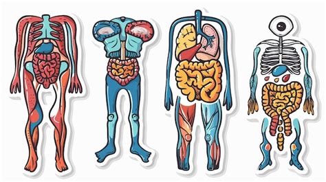 Un Dibujo De Un Humano Con Las Palabras Cerebro En L Vector Premium