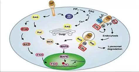 Signal Transduction - Assignment Point