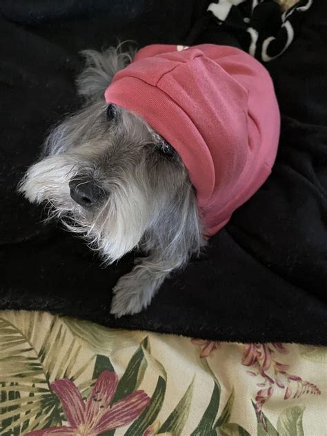 My Dog Wearing A Durag Rdogpictures