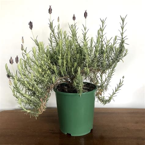 Discover How To Grow an Indoor Lavender Plant and Keep it Thriving ...