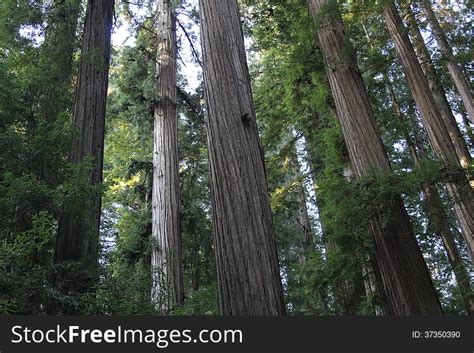 California Redwood Forest At Sunrise - Free Stock Images & Photos ...