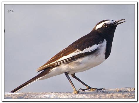 White Browed Wagtail Motacilla Maderaspatensis By Yogendra Joshi