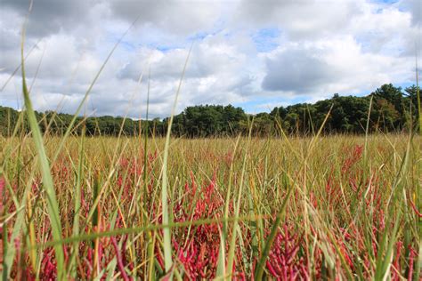 Great Marsh Restoration — Trustees on the Coast