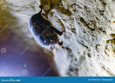 Sleeping Hanging Bat in Cave Covered with Dew Stock Image - Image of ...