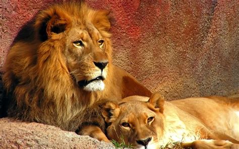 Lion Couple HD desktop wallpaper : Widescreen : High Definition ...