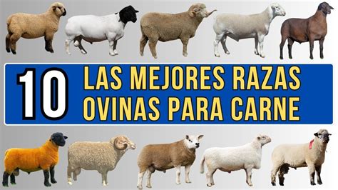 Mejores Razas Ovinas Para Carne Del Mundo Youtube