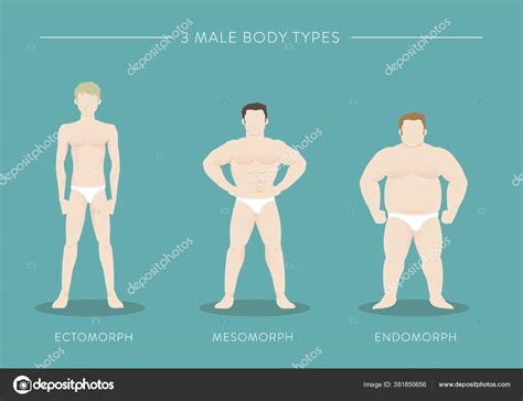 Three Male Body Types Stock Vector Image By ©captainvector 381850656