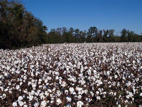 Hurricane Michael Will Affect Georgia Cotton Fields - Southeast AgNET