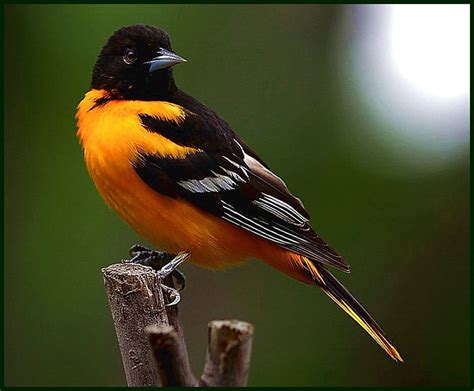 Baltimore Oriole Sunshine White Black Bird Yellow Twig HD