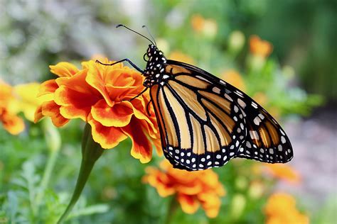 Webster Museum: Raising Monarch Butterflies