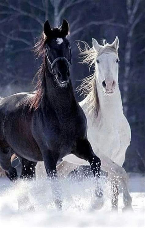 Pin By Leveil 666 On Horses Horses Most Beautiful Horses Beautiful