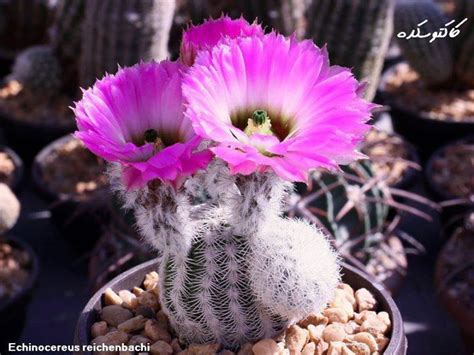 Pin By Rildus On Kaktuszok Amazing Flowers Cactus Cacti And Succulents