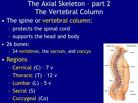 Axial Skeleton Vertebral Column