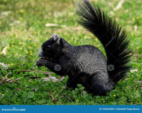 Black and White Fox Squirrel Stock Photo - Image of bald, nature: 154632288