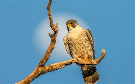 Peregrine Falcon Audubon Field Guide Hd Wallpaper Pxfuel