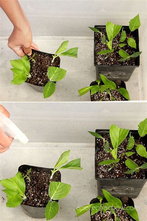 How To Propagate Hydrangea Cuttings In Water Back Gardener