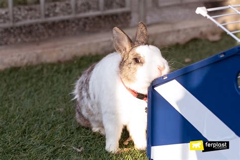 WHY DO RABBITS RUB THEIR CHIN ON EVERTHING