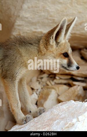 Weiße Fennec Fuchs oder Wüstenfuchs mit großen Ohren Stockfotografie