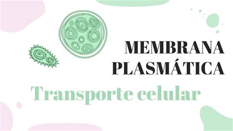 Solution Membrana Plasm Tica Transporte Celular Exposici N Temas