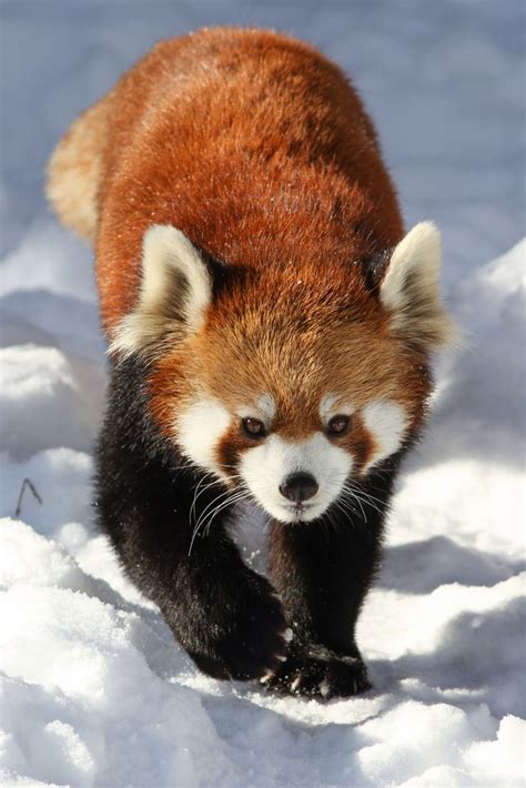 Plodding Through Snow | Cute animals, Baby animals, Animals beautiful