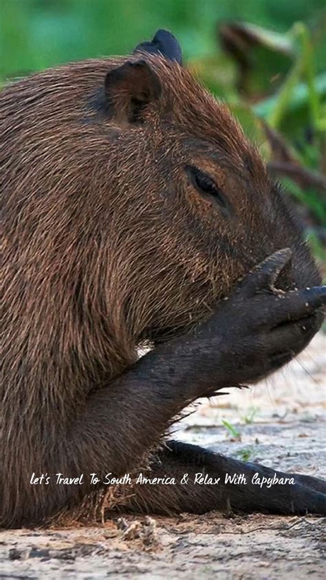 Capybara | Capybara, Animals, Domestic dog