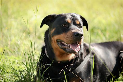 Aprender Sobre 86 Imagem Maior Rottweiler Do Mundo Br Thptnganamst