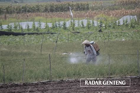 Dinas Pertanian Dan Pangan Dispertan Banyuwangi Minta Petani