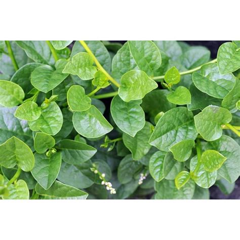 100 Malabar Spinach Seeds For Planting Ceylon Spinach Rau Mong Toi