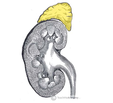 The Adrenal Glands Location Structure Teachmeanatomy