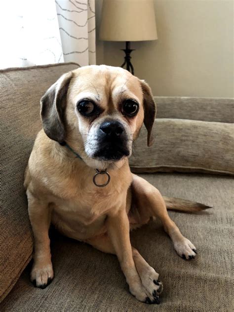Bailey the Puggle • Old Dog Haven