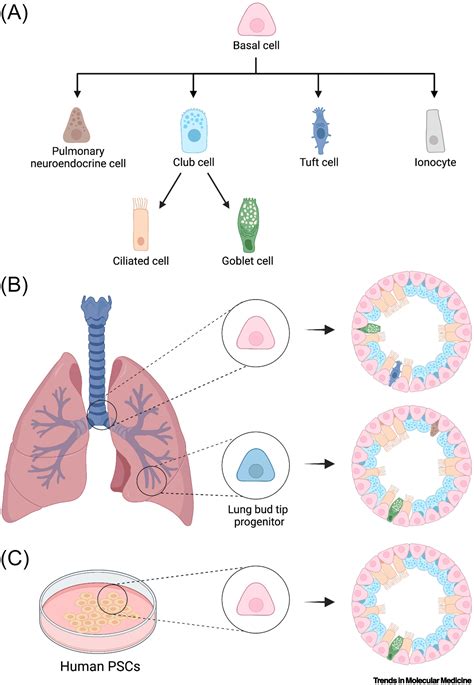 Organoid Models Assessing Lung Cell Fate Decisions And Disease