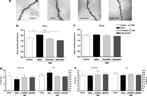 Spine Density And Morphological Classification Representative